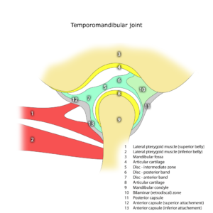 Temporomandibular Joint — Sagittal Functional Anatomy” – Frank Gaillard, via Wikimedia Commons. Licensed under CC BY-SA 3.0 / GFDL.