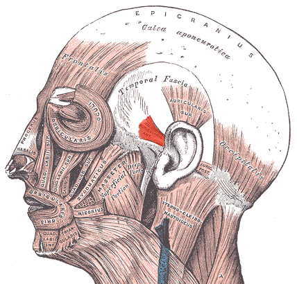Auricularis Anterior Muscle – Hungarian Wikipedia contributors (illustration derived from Sobotta Atlas and Interactive Head & Neck anatomy resources) via Wikimedia Commons. Licensed under CC BY-SA 4.0
