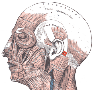 Auricularis Posterior Muscle – Hungarian Wikipedia contributors (illustration derived from Sobotta Atlas and Interactive Head & Neck anatomy resources) via Wikimedia Commons. Licensed under CC BY-SA 4.0
