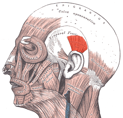 Auricularis Superior Muscle – Hungarian Wikipedia contributors (illustration derived from Sobotta Atlas and Interactive Head & Neck anatomy resources) via Wikimedia Commons. Licensed under CC BY-SA.