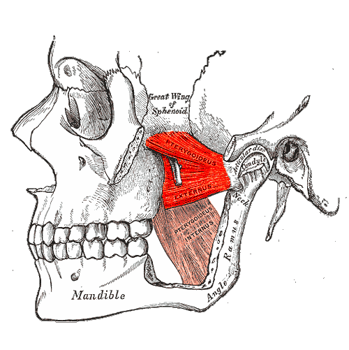 “Musculus Pterygoideus Lateralis” – Henry Vandyke Carter, Gray’s Anatomy (1918), via Wikimedia Commons. Public Domain.