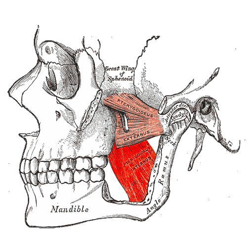 “Musculus Pterygoideus Medialis” – Henry Vandyke Carter, Gray’s Anatomy (1918), via Wikimedia Commons. Public Domain.