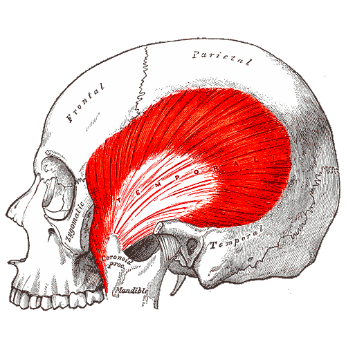Temporalis Muscle – Henry Vandyke Carter, Gray’s Anatomy (1918), via Wikimedia Commons. Public Domain.