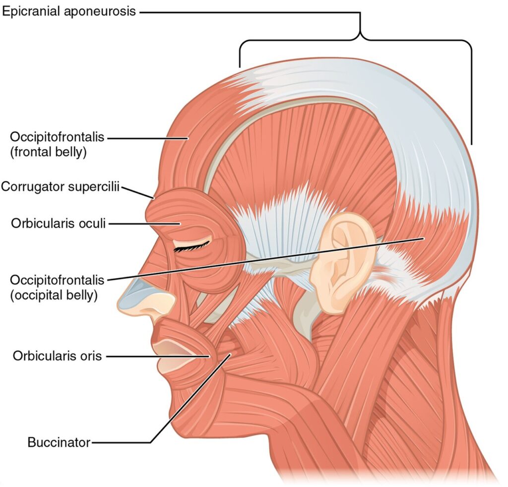 “Side Views of the Muscles of Facial Expressions” – CNX Anatomy, via Wikimedia Commons. Licensed under CC BY 4.0.