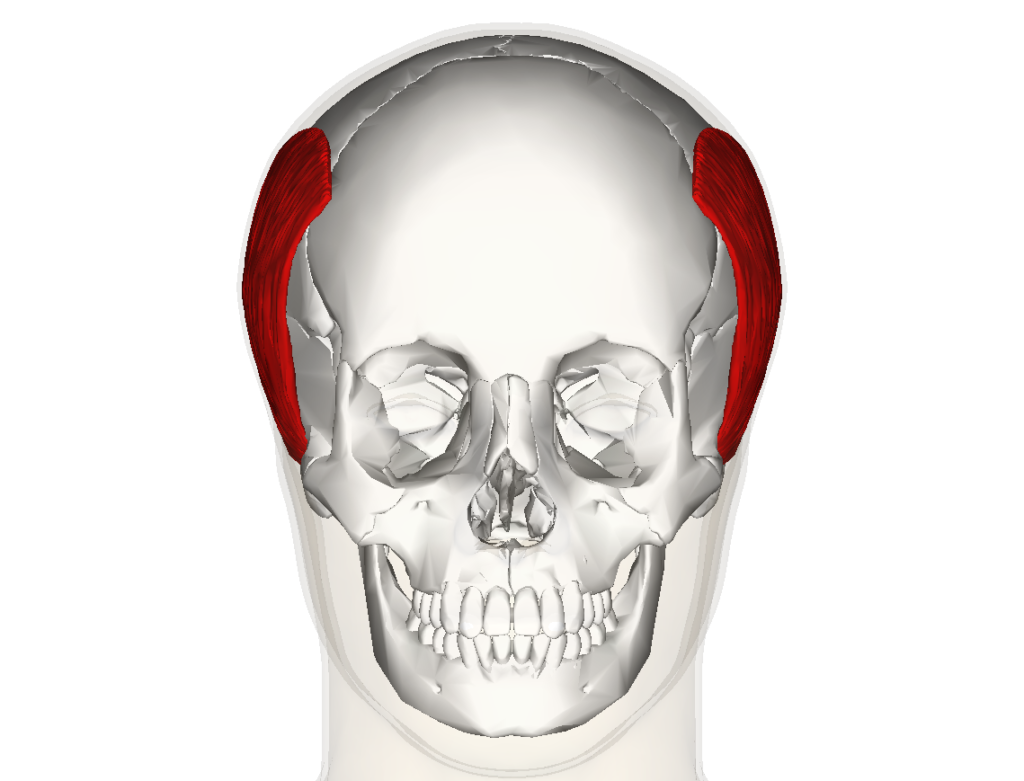 “Temporoparietalis Muscle (Frontal View)” – Anatomography (BodyParts3D, Database Center for Life Science), via Wikimedia Commons. Licensed under CC BY-SA 2.1 JP.
