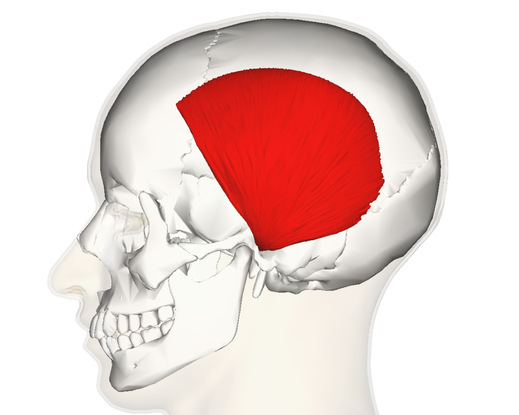 “Temporoparietalis Muscle (Lateral View)” – Anatomography (BodyParts3D, Database Center for Life Science), via Wikimedia Commons. Licensed under CC BY-SA 2.1 JP.