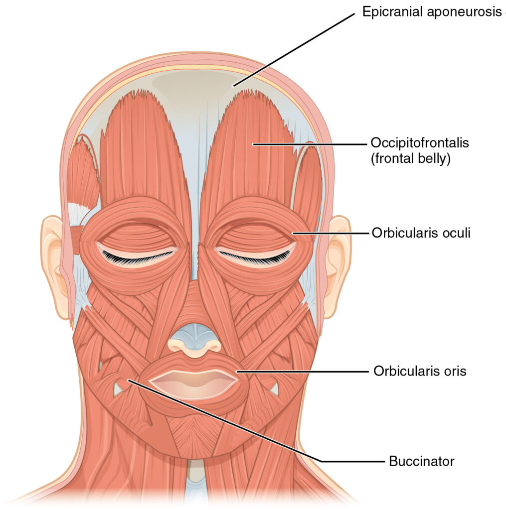 Front Views of the Muscles of Facial Expressions” – CNX Anatomy & Physiology (2013) via Wikimedia Commons. Licensed under CC BY 4.0