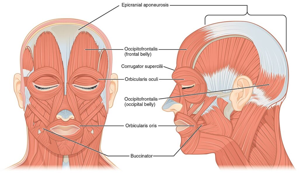 “Front and Side Views of the Muscles of Facial Expressions” – CNX Anatomy & Physiology via Wikimedia Commons. licensed under CC BY 4.0 International