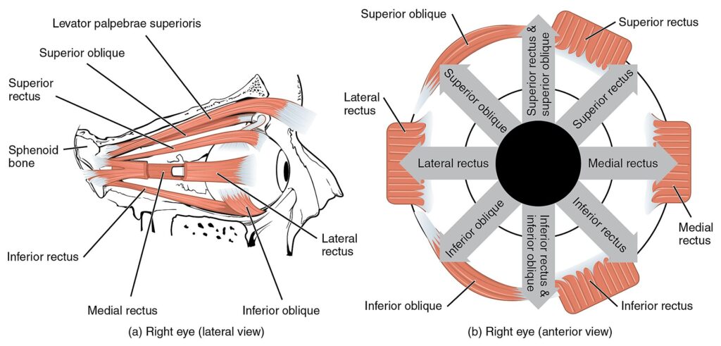 “The Extrinsic Eye Muscles” - OpenStax Anatomy & Physiology via Wikimedia Commons. Licensed under CC BY 4.0.