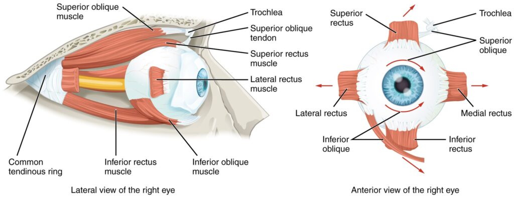 “Extraocular Muscles (Anatomy & Physiology Illustration)” – OpenStax College, via Wikimedia Commons. Licensed under CC BY 3.0.