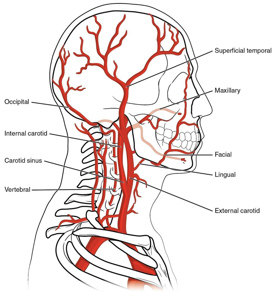 “Common Carotid Artery” – OpenStax College, Anatomy & Physiology (Connexions Web Site). Licensed under CC BY 3.0.
