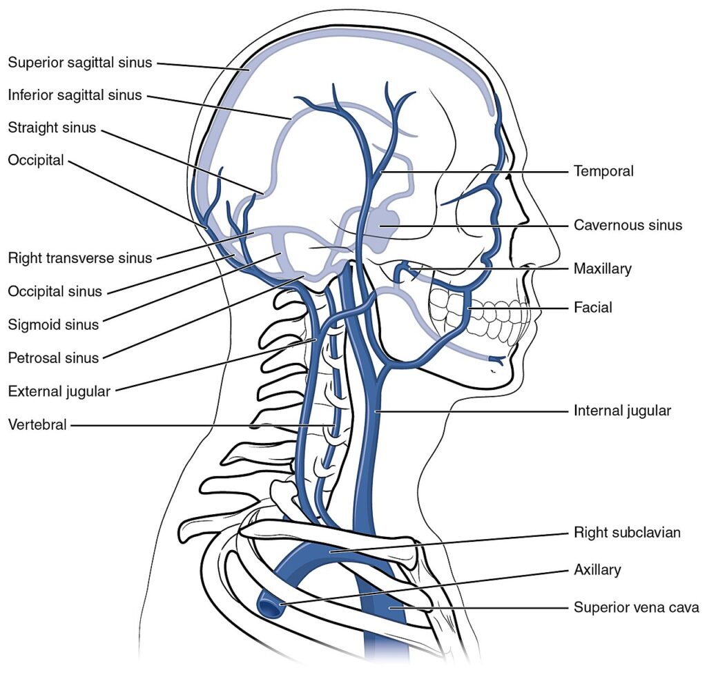 OpenStax College. Head and Neck Veins. Connexions Anatomy & Physiology. Originally published June 19, 2013. Available via Wikimedia Commons. Licensed under CC BY 3.0