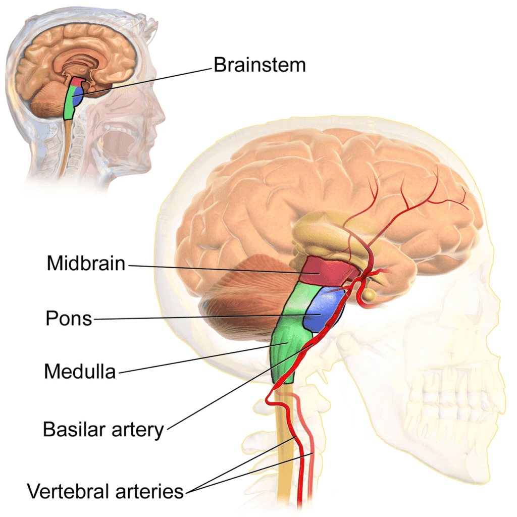 The Brainstem – BruceBlaus via Wikimedia Commons. Licensed under CC BY 3.0. Source: Blausen Medical 2014. WikiJournal of Medicine 1(2).