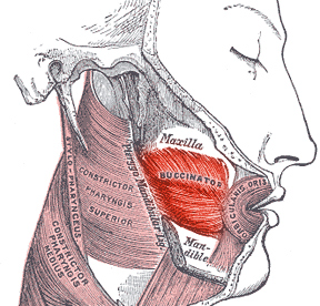 “Buccinator Muscle” – Henry Vandyke Carter, Gray’s Anatomy, Wikimedia Commons. Public Domain (PD-Old).