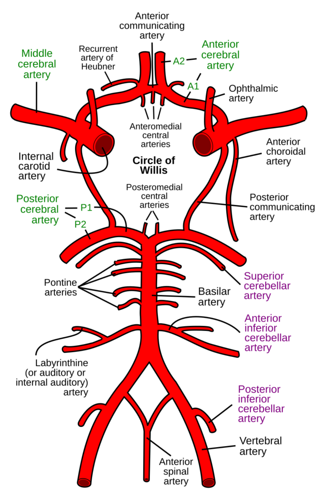 Circle of Willis – Rhcastilhos via Wikimedia Commons. Public Domain (PD-self)