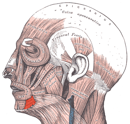 “Depressor Anguli Oris” – Uwe Gille (modified from Gray’s Anatomy, Plate 378) via Wikimedia Commons. Public Domain (PD), based on Gray’s Anatomy of the Human Body (1918).