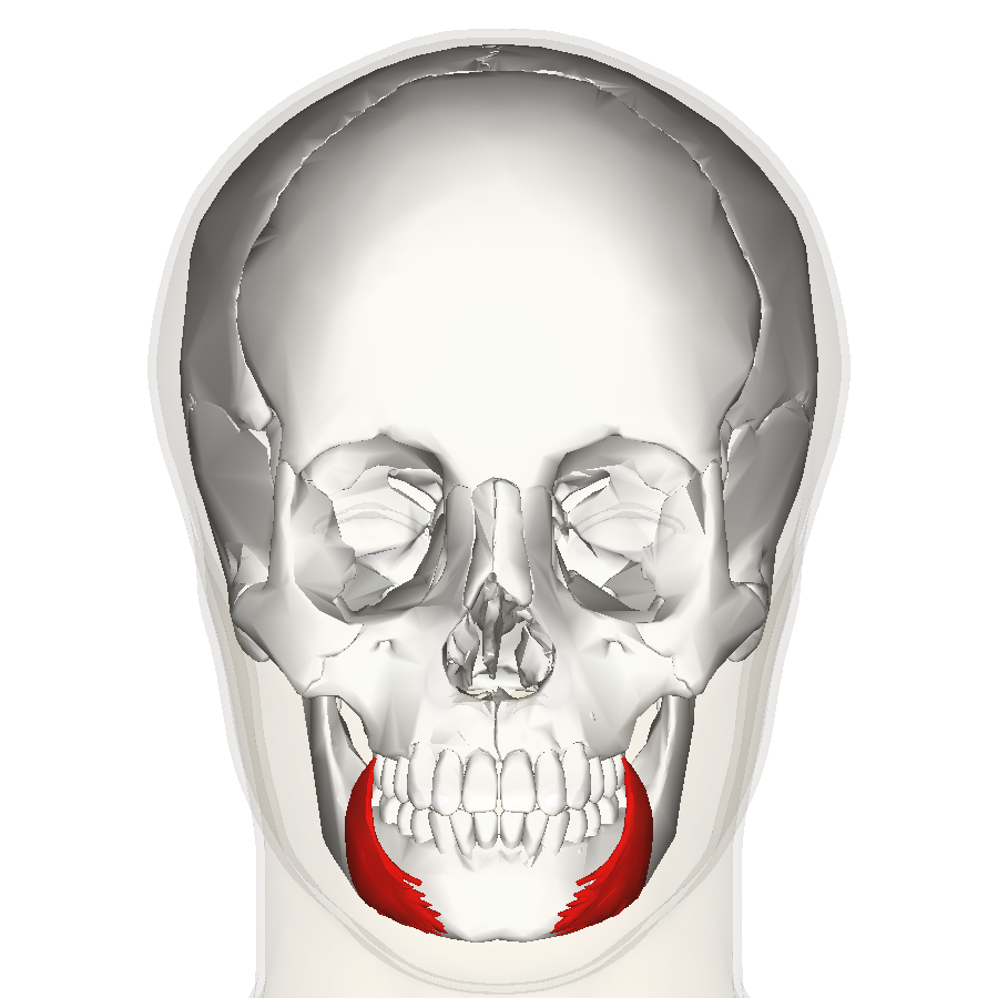 “Depressor Anguli Oris (Frontal View)” – Anatomography (BodyParts3D Database Center for Life Science) via Wikimedia Commons. Licensed under CC BY-SA 2.1 JP.