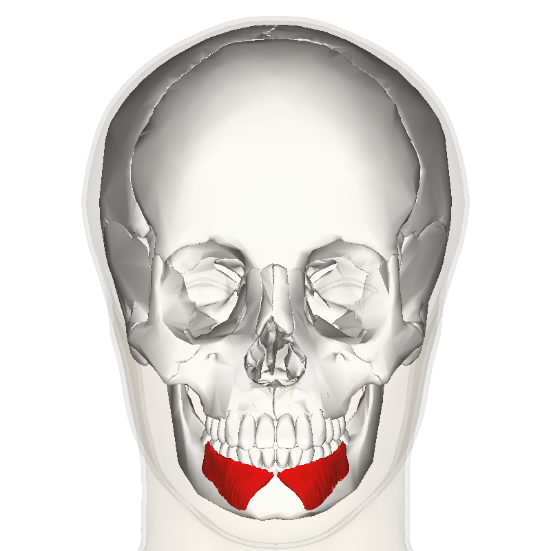“Depressor Labii Inferioris Frontal Muscle” – Anatomography (BodyParts3D) via Wikimedia Commons. Licensed under CC BY-SA 2.1 JP.