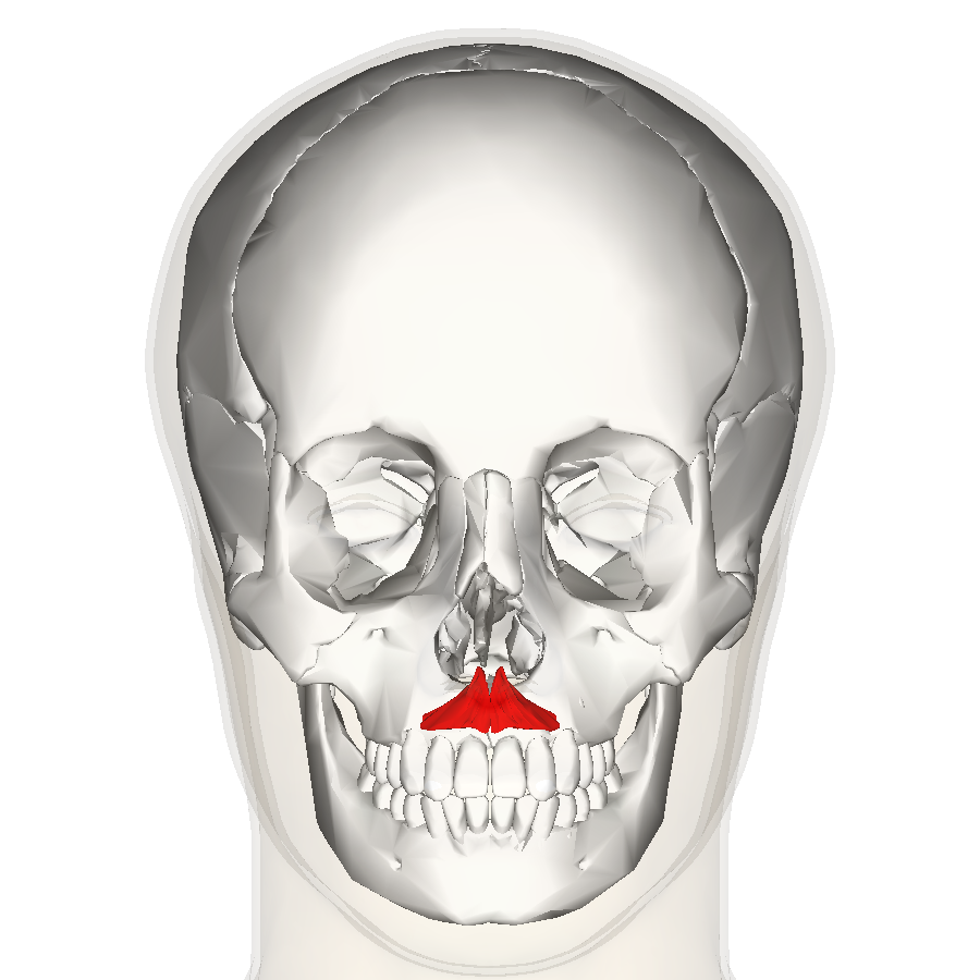 Depressor Septi Nasi Muscle (Frontal View) – Anatomography (BodyParts3D/DBCLS) via  Wikimedia Commons. Licensed under CC BY-SA 2.1 JP.