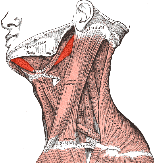 “Digastric Muscle (Digastricus.png)” – Henry Vandyke Carter, Gray’s Anatomy; modified by Uwe Gille via  Wikimedia Commons. Public Domain.