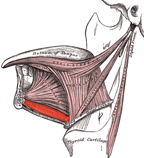 Geniohyoideus muscle – Image: Gray1019.png; modified by Uwe Gille via Wikimedia Commons. Public Domain (PD).