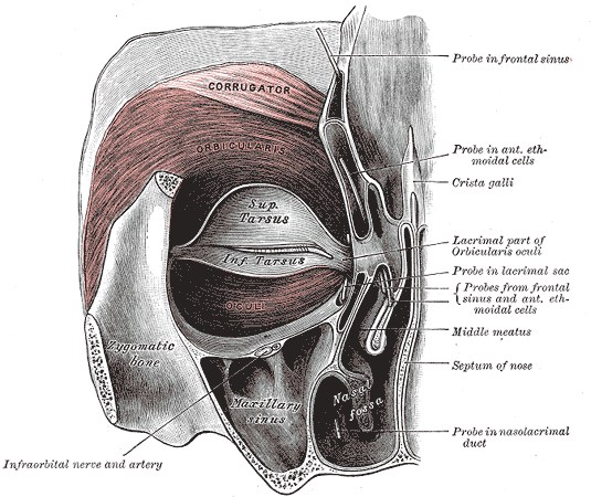 “Depressor Supercilii Muscle” via Wikimedia Commons. Licensed under CC BY-SA 4.0.