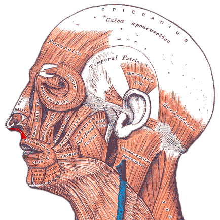 “Levator Labii Superioris Alaeque Nasi Muscle” – Henry Vandyke Carter, Gray’s Anatomy (1918), highlighted by Helgo13, via Wikimedia Commons. Public Domain.