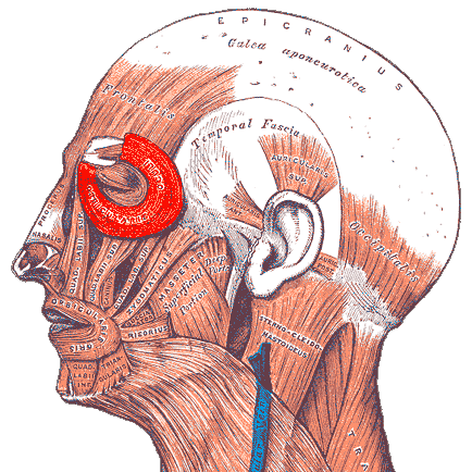 “Gray – Musculus Orbicularis Oculi” – Henry Vandyke Carter via Wikimedia Commons (from Gray’s Anatomy, 1918). Public Domain.