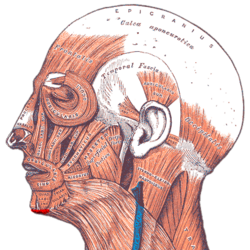 Gray_—_musculus_transversus_menti