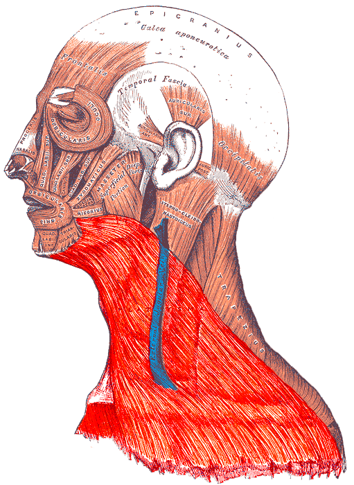 “Platysma (highlighted)” – Henry Vandyke Carter; modified by Helgo13 via Wikimedia Commons. Public Domain (original artwork).