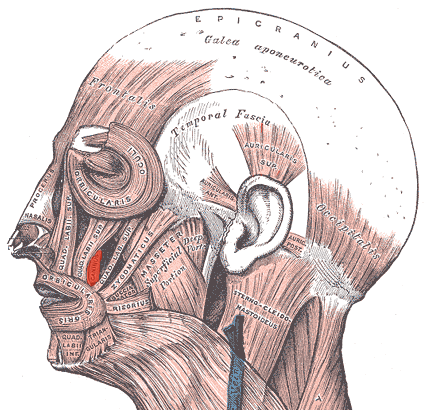 “Levator Anguli Oris Muscle” – Adapted from Gray’s Anatomy of the Human Body (1918), modified by Uwe Gille, Wikimedia Commons. Public Domain.