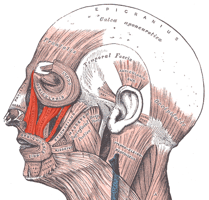 “Levator Labii Superioris Muscle” – Uwe Gille, modified from Gray’s Anatomy of the Human Body (1918), Wikimedia Commons. Public Domain.