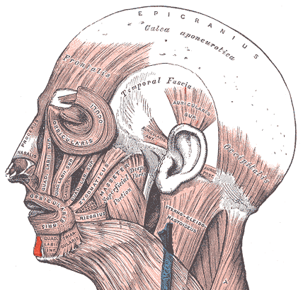 “Mentalis” – Uwe Gille (modified from Gray’s Anatomy, 1918) via Wikimedia Commons. Public Domain.