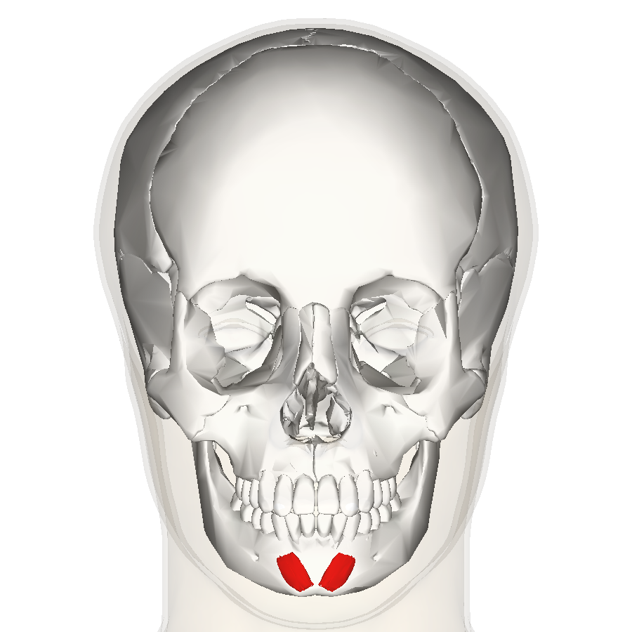 “Mentalis (Frontal View)” – Anatomography (BodyParts3D / Database Center for Life Science) via Wikimedia Commons. Licensed under CC BY-SA 2.1 Japan.
