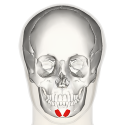 Mentalis_frontal