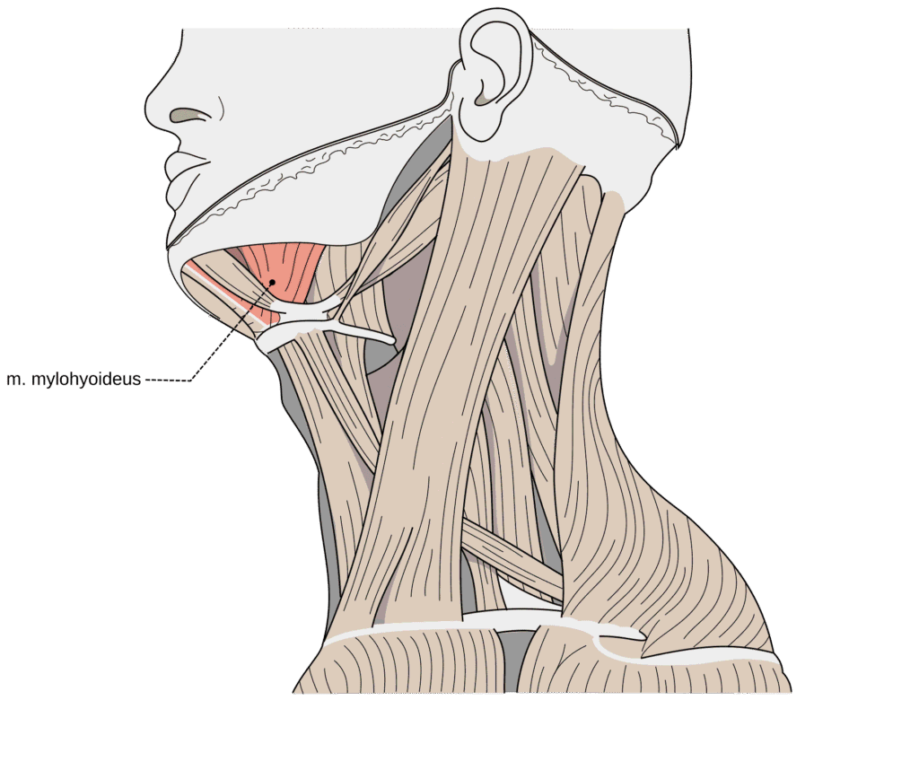 “Schema of muscles of neck, with marked mylohyoid muscle marked.” – Olek Remesz (Orem) via Wikimedia Commons. Licensed under CC BY-SA 2.5/2.0/1.0.