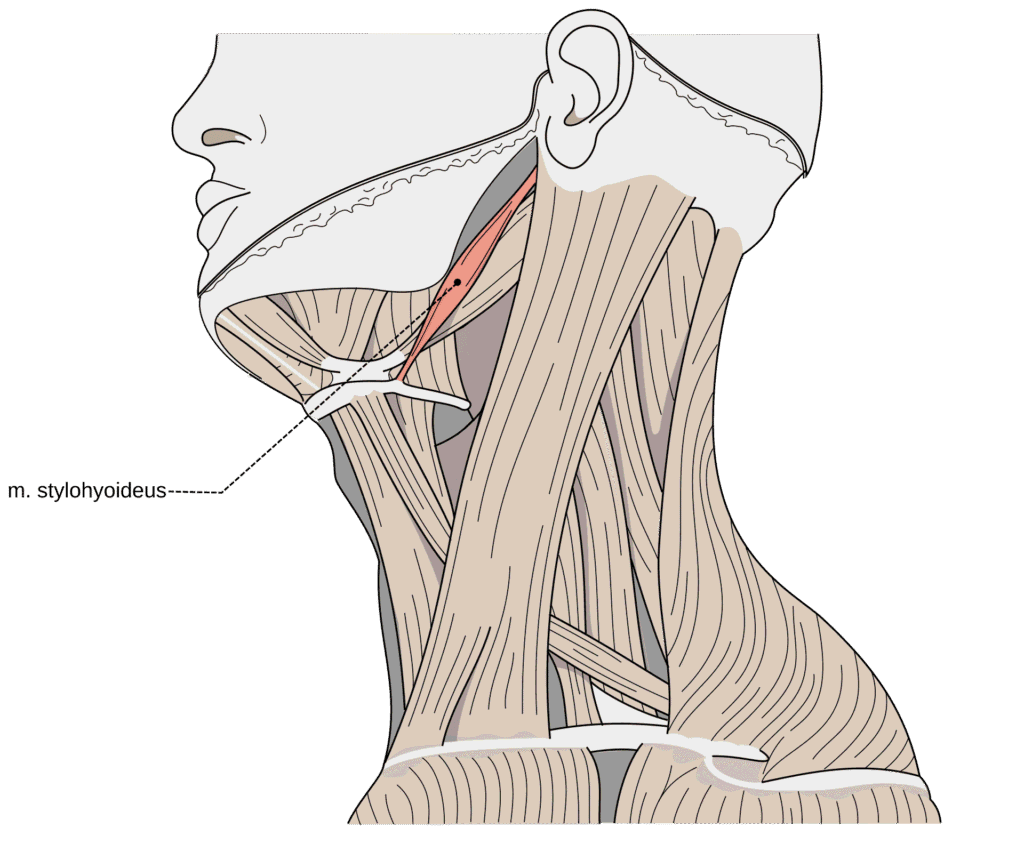 “Scheme of muscles of neck, with the stylohyoid muscle highlighted” – Olek Remesz via Wikimedia Commons. Licensed under CC BY-SA 2.5, 2.0, 1.0.