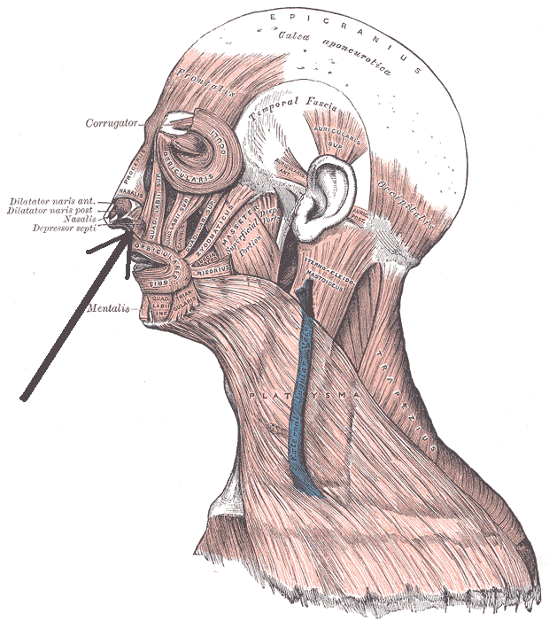 “Depressor Septi Nasi Muscle (Lateral View)” – Engusz, originally from Hungarian Wikipedia via  Wikimedia Commons. Public Domain.