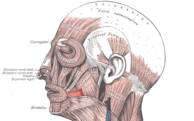“Risorius Muscle” – Henry Vandyke Carter, Gray’s Anatomy, Wikimedia Commons. Public Domain (PD-Old).
