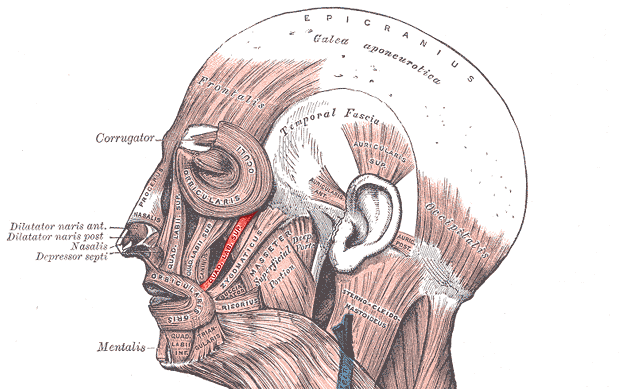 “Zygomaticus Minor Muscle” – Adapted from Gray’s Anatomy of the Human Body (1918), Wikimedia Commons. Public Domain.