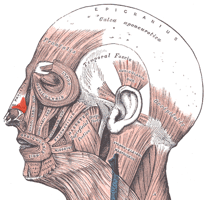 “Nasalis Muscle” – Uwe Gille (adapted from Gray’s Anatomy of the Human Body, 20th Edition, 1918) via Wikimedia Commons. Public Domain (PD).