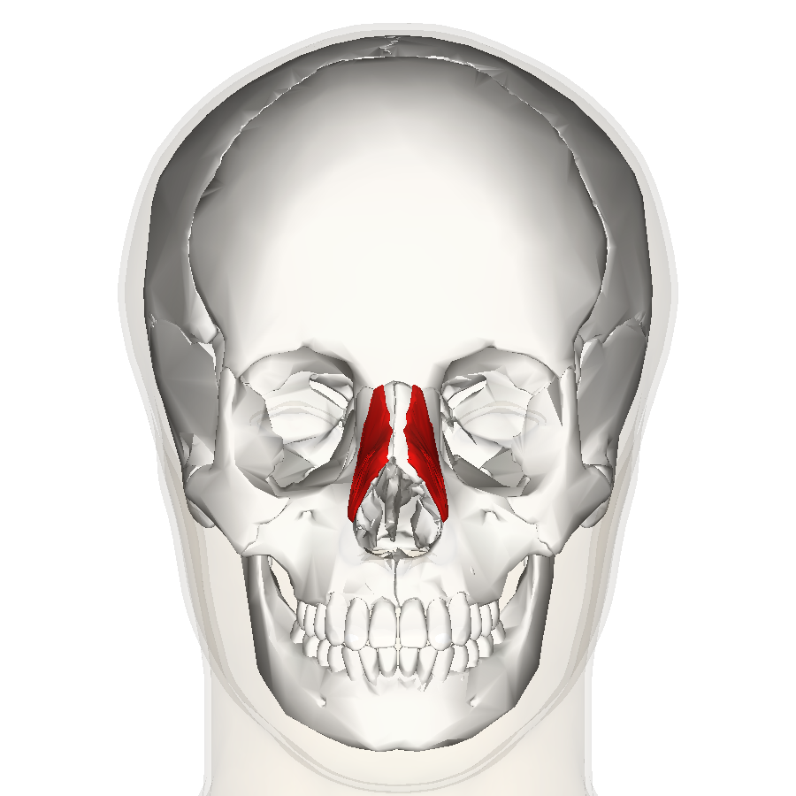 “Nasalis Muscle (Frontal View)” – Anatomography (BodyParts3D, Database Center for Life Science, Japan) via Wikimedia Commons. Licensed under CC BY-SA 2.1 Japan.