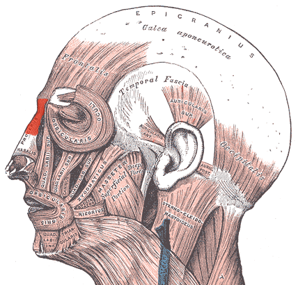 “Procerus Muscle” – Uwe Gille (modified from Gray’s Anatomy, 1918) via Wikimedia Commons. Public Domain (PD).