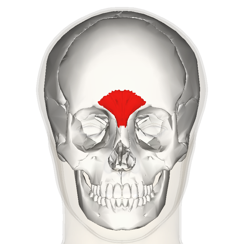 “Procerus Muscle (Frontal View)” – Anatomography, BodyParts3D / Database Center for Life Science (DBCLS) via Wikimedia Commons. Licensed under CC BY-SA 2.1 Japan.