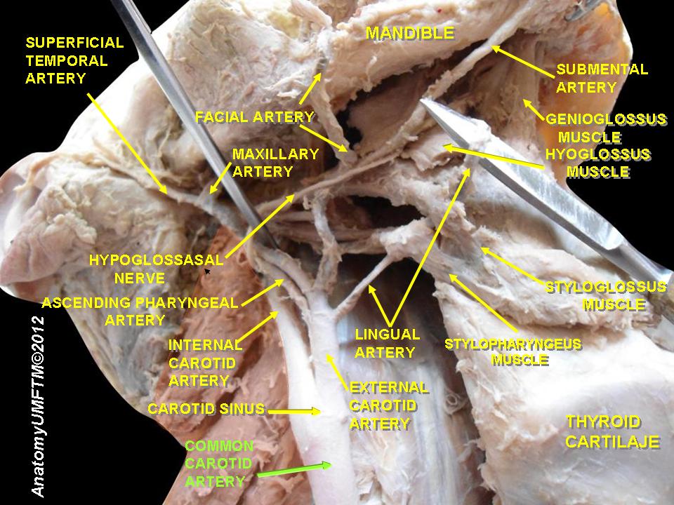 “Anatomical Dissections” – Anatomist90, Wikimedia Commons. Licensed under CC BY-SA 3.0.