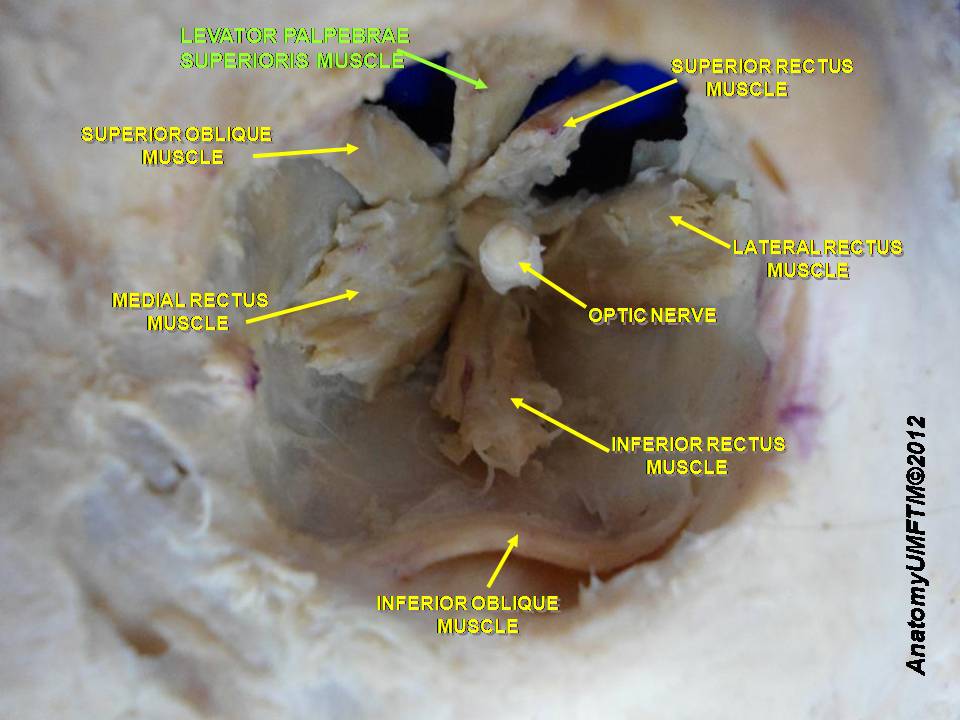 “Anatomical dissection” – Anatomist90 via Wikimedia Commons. Licensed under CC BY-SA 3.0.