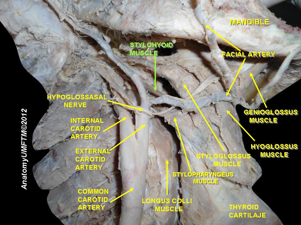 “Anatomical Dissections ” – Anatomist90, via Wikimedia Commons. Licensed under CC BY-SA 3.0.