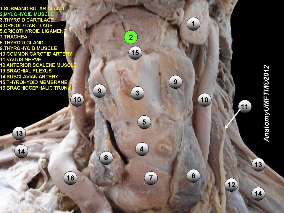 “Anatomical Dissections ” – Anatomist90, via Wikimedia Commons. Licensed under CC BY-SA 3.0.