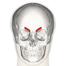 “Corrugator Supercilii Muscle (Frontal View)” – Anatomography, BodyParts3D, Database Center for Life Science (DBCLS) via Wikimedia Commons. Licensed under CC BY-SA 2.1 JP.