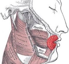 “Orbicularis Oris” – Henry Vandyke Carter & Gray’s Anatomy, Wikimedia Commons. Public Domain (PD-Old).